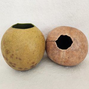 Natural Bacacuia Gourd Home Decor, Floral Vase (Set of 2)
